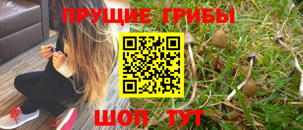 купить  цена  Вход с VPN  Урай  Псилоцибиновые грибы Cubensis 